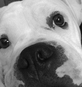 Meet your Posher, Sierra